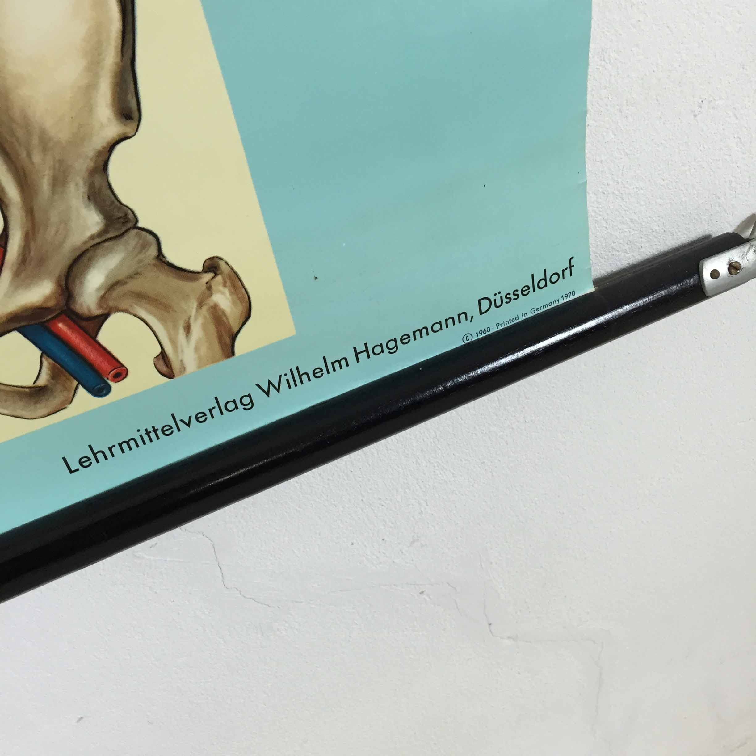 educational pull-down Jung Koch school map human anatomy chart