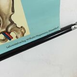 educational pull-down Jung Koch school map human anatomy chart