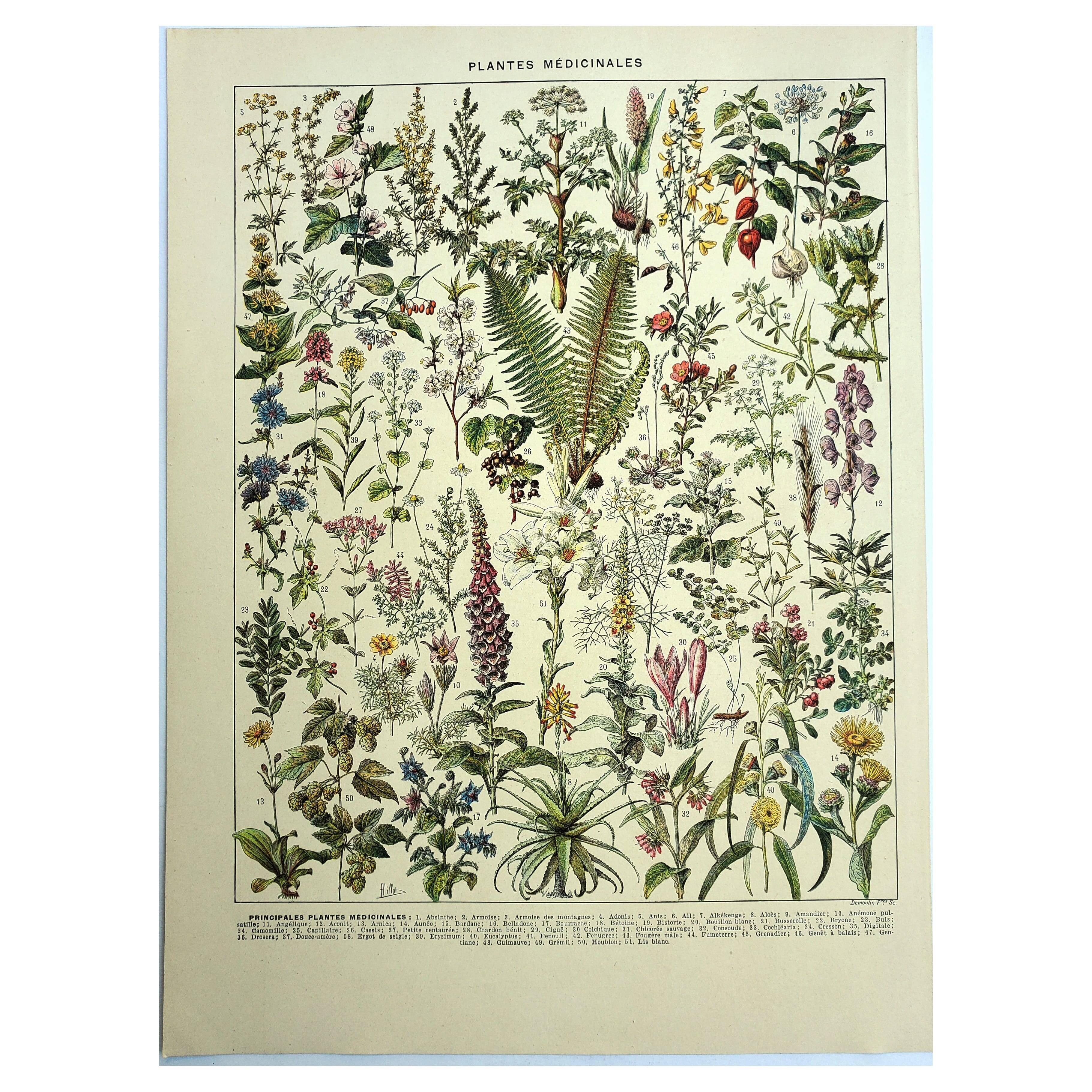 Botanical plate 1928 A. Millot - Medicinal plants 1, herbalism