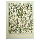 Botanical plate 1928 A. Millot - Medicinal plants 1, herbalism
