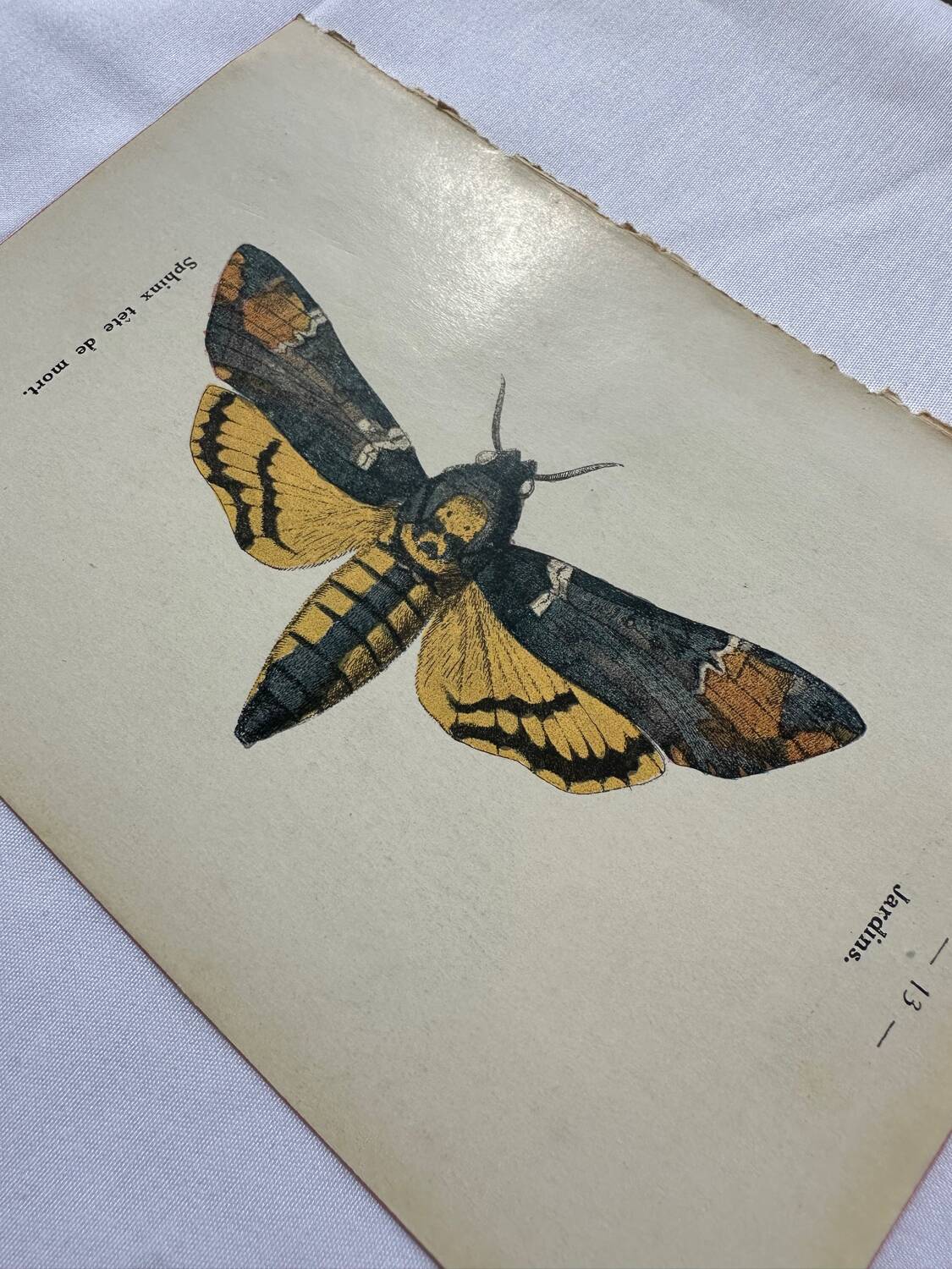 Vintage botanical engraving double-sided naturalist plate 18th century