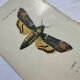 Vintage botanical engraving double-sided naturalist plate 18th century