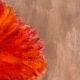 Huile sur toile bouquet orange
