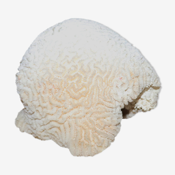 Corail blanc 18x14 cm