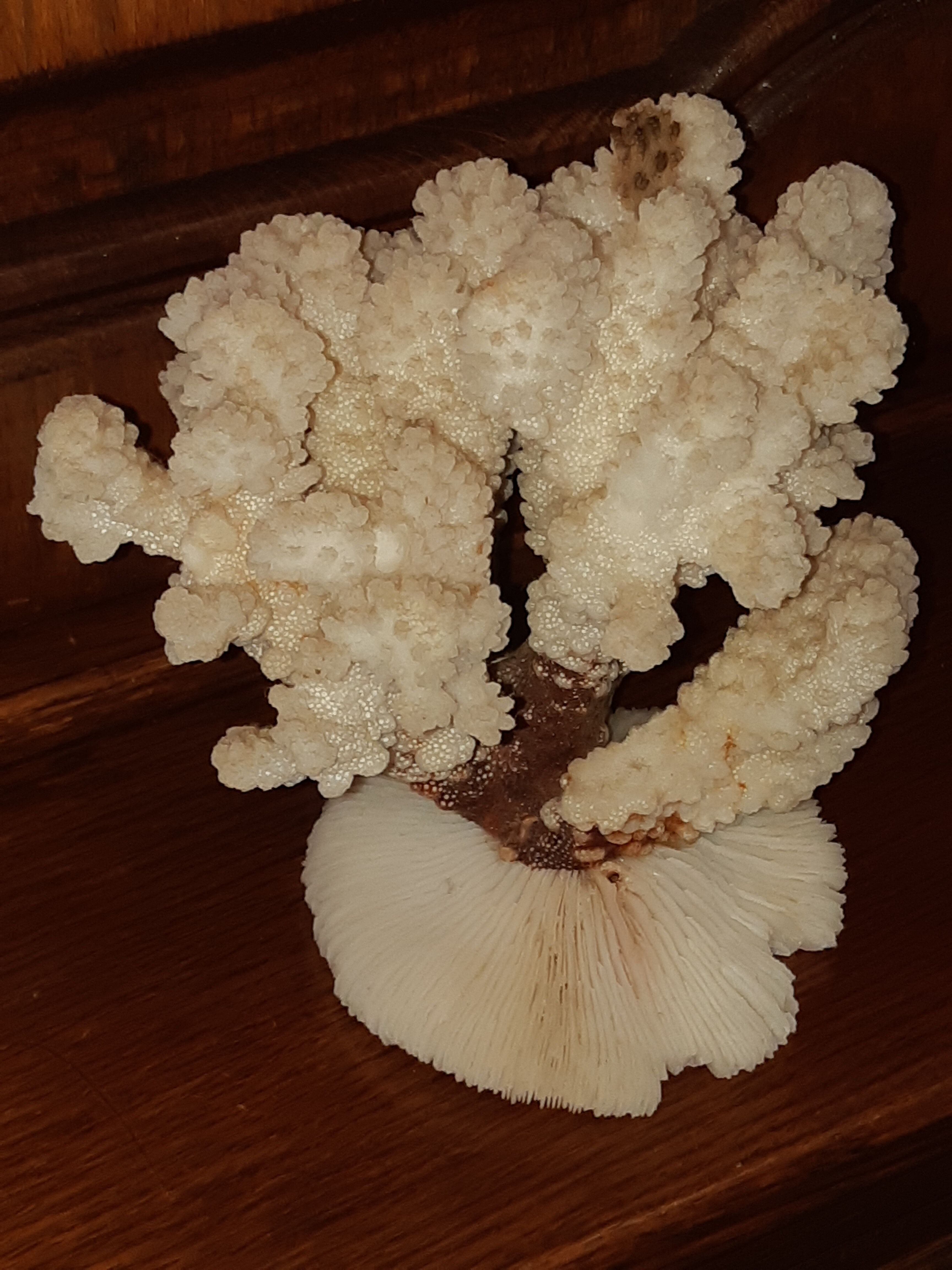 Bouquet of natural white coral bush