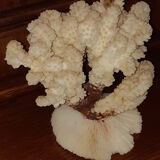 Bouquet of natural white coral bush