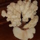 Bouquet buisson de corail blanc naturel