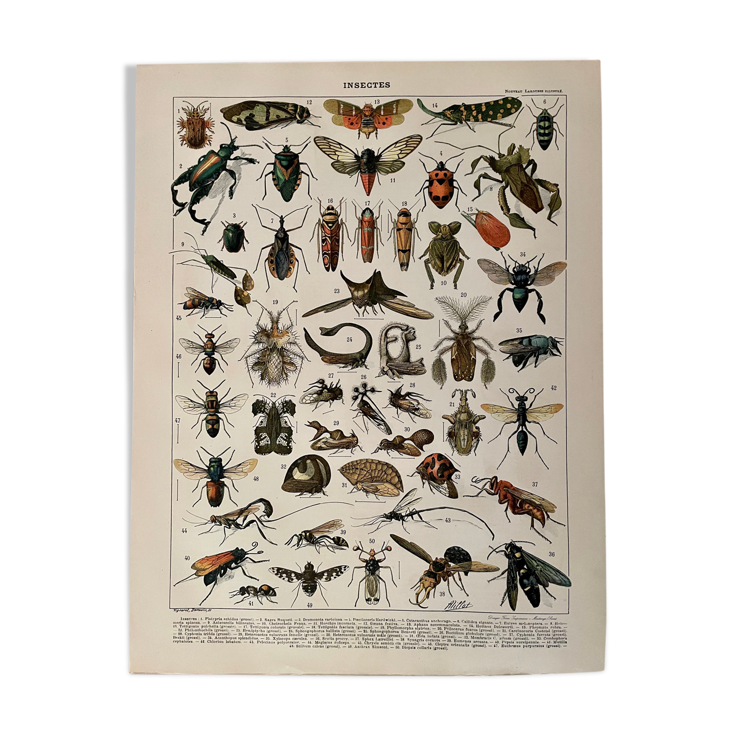 Lithographie gravure insectes de 1897 (Platypria echidna)