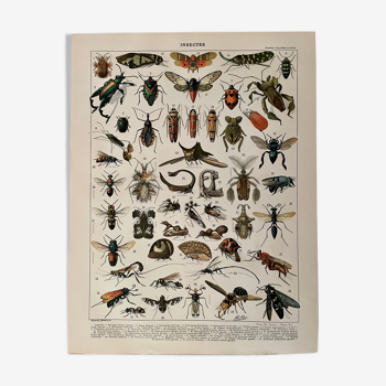 Lithographie gravure insectes de 1897 (Platypria echidna)