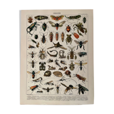 Lithograph engraving insects from 1897 (Platypria echidna)