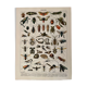 Lithographie gravure insectes de 1897 (Platypria echidna)