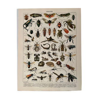 Lithographie gravure insectes de 1897 (Platypria echidna)