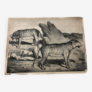 Zoological school poster representing a tiger and panther