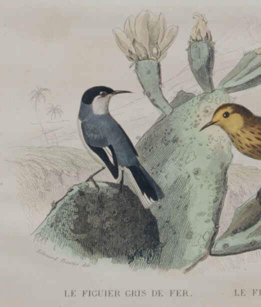 Lithography engraving vintage exotic birds