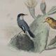 Lithography engraving vintage exotic birds