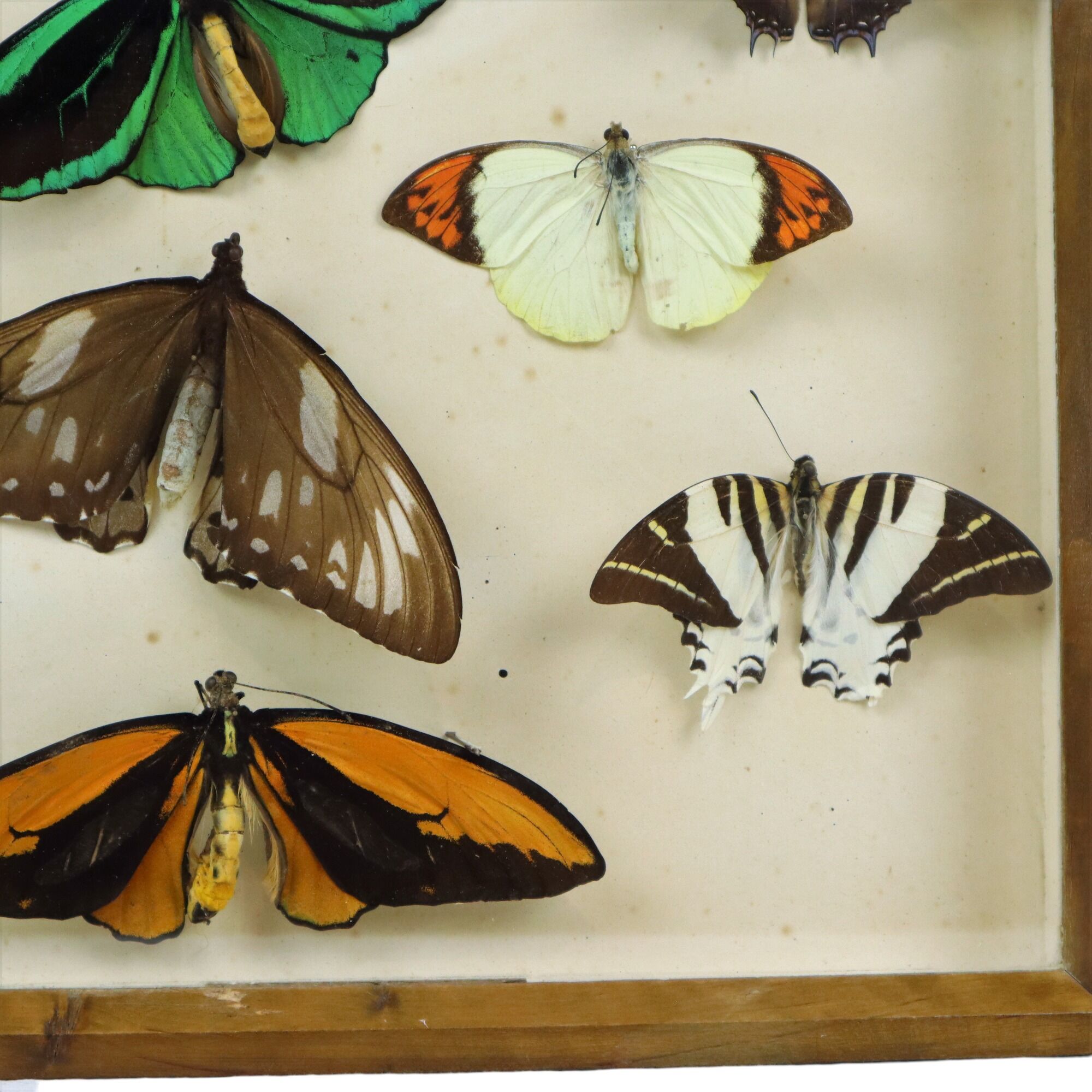 Colorful Framed Tropical Butterflies Taxidermy Mounted Insect Display 8 Pieces 40x30cm