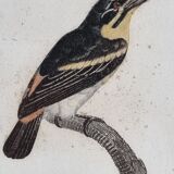 Original engraving of the early nineteenth century, Barbion with red back after Jacques Barraband (1806)