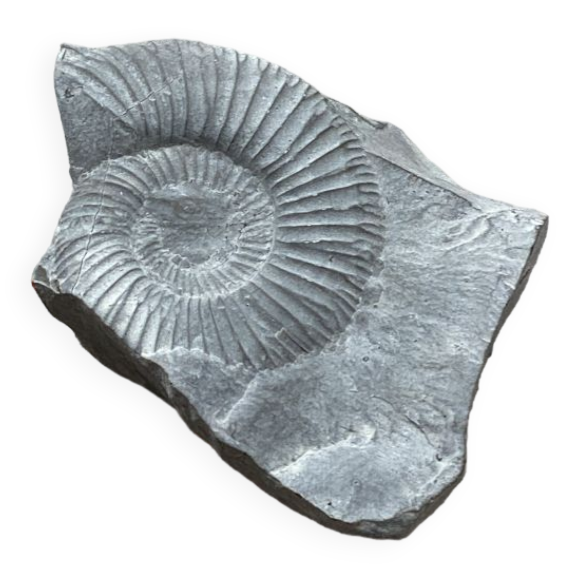 Gray ammonite fossil
