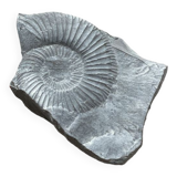 Fossile ammonite gris