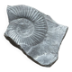 Gray ammonite fossil