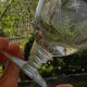 6 Art Deco engraved wine glasses, Meisenthal glassware