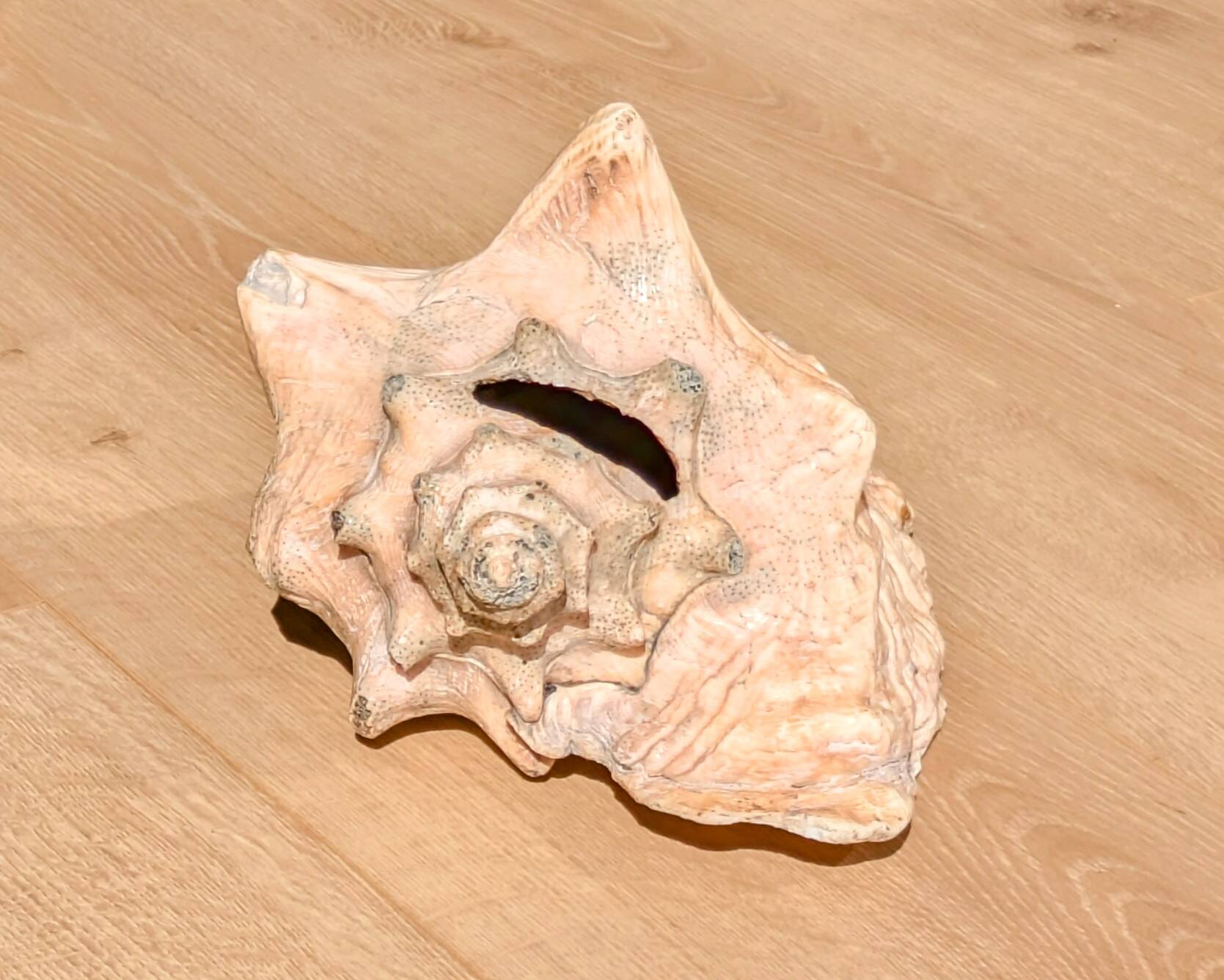 Conch Marine shell - Strombus alatus 26 cm 1.6 kg