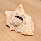Conch Marine shell - Strombus alatus 26 cm 1.6 kg