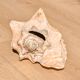 Conch Marine shell - Strombus alatus 26 cm 1.6 kg