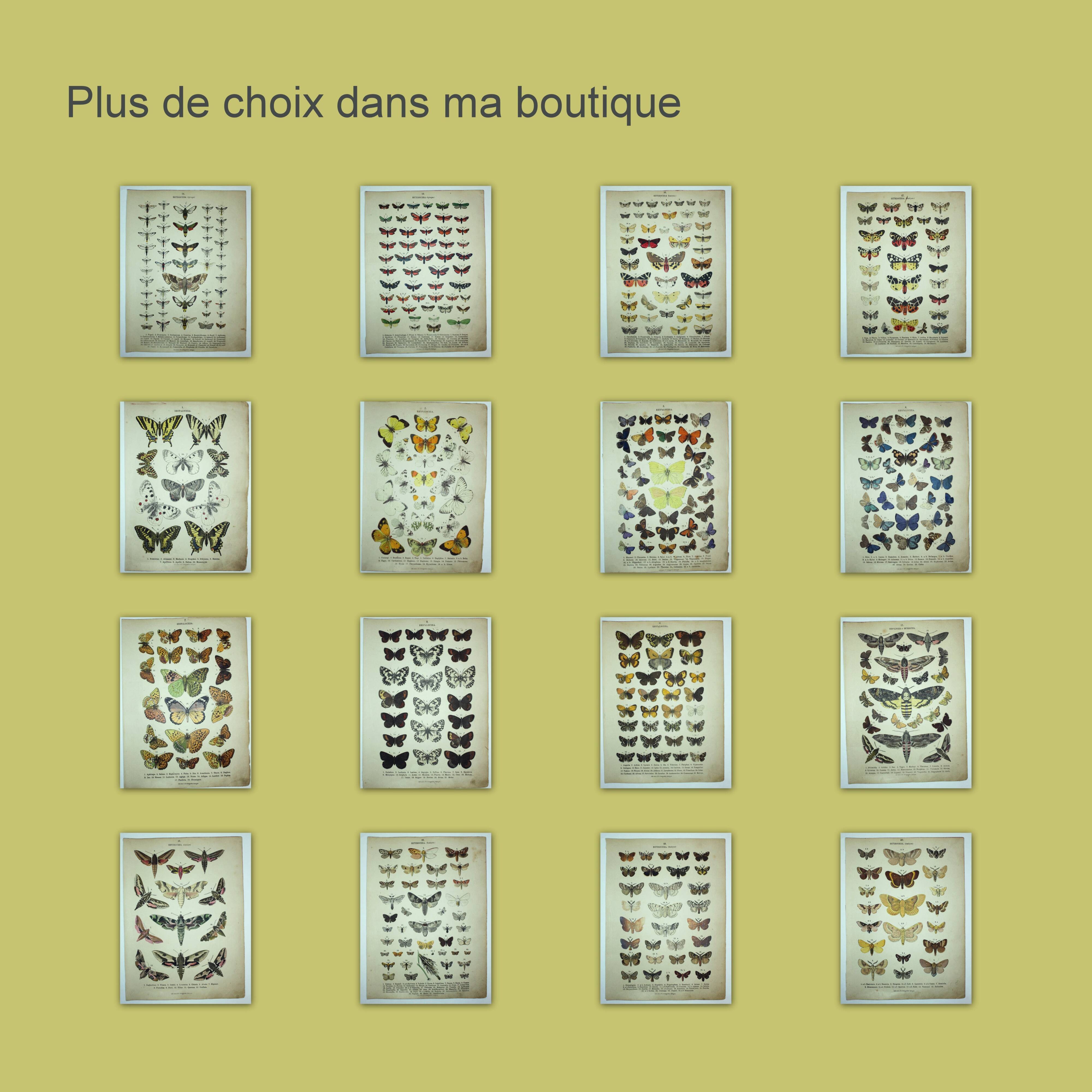 Antique print of Butterflies - Lithograph from 1887 - Andereggii - Original illustration