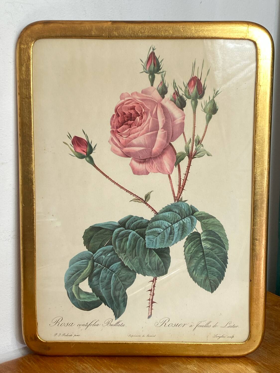 Botanical poster, Rosa Centifolia, after PJ Redouté