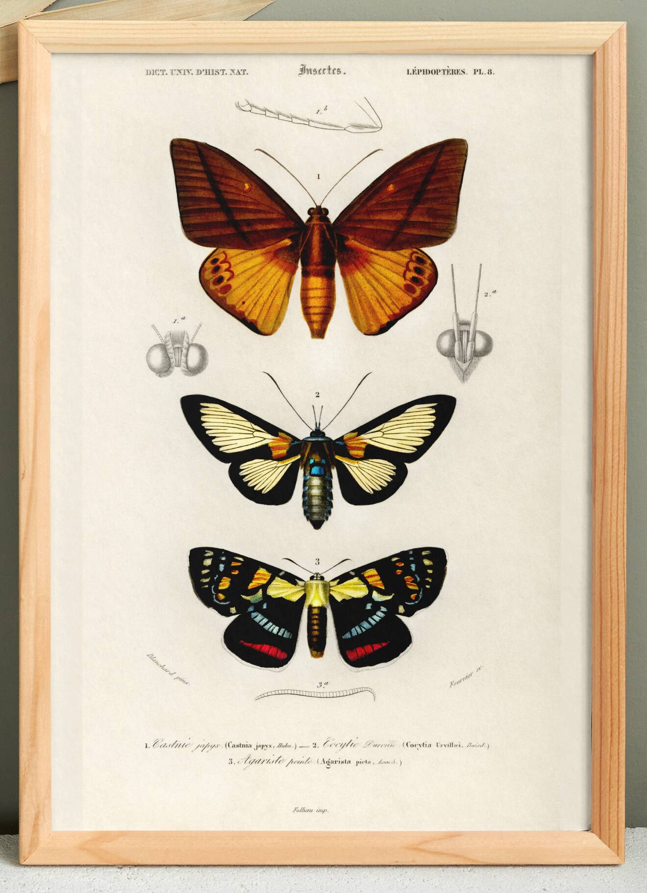 Poster about tropical butterflies, based on an old engraving from 1849.