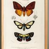 Poster about tropical butterflies, based on an old engraving from 1849.