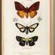 Poster about tropical butterflies, based on an old engraving from 1849.