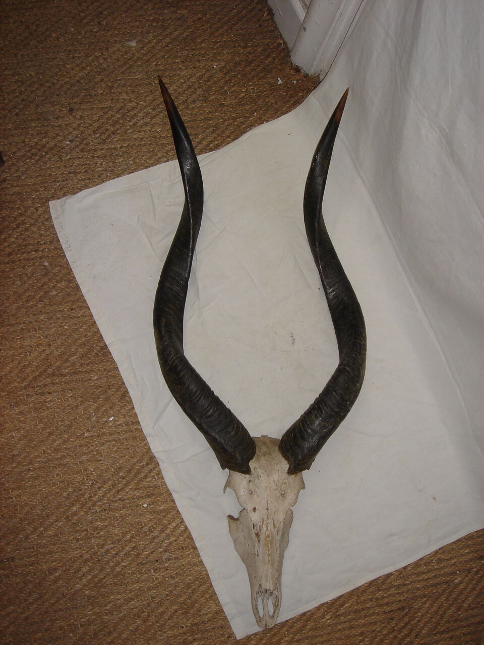Massacre d'antilope d'Afrique