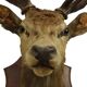 Old Deer Head Mounted Red Deer with Antlers 14-Ender Taxidermy Trophy