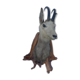 Trophy of chamois on wooden base