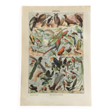 Zoological poster Birds - Vintage print 1912