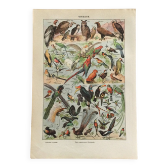 Zoological poster Birds - Vintage print 1912