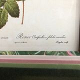 Old lithography botanical plate rose hundred sheets & golden frame vintage