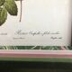 Old lithography botanical plate rose hundred sheets & golden frame vintage