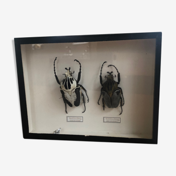 Naturalized beetle frame