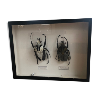 Naturalized beetle frame