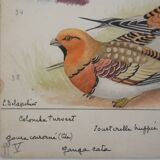 Louis DELAPCHIER: Doves, Sandgrouse and Turtle Dove, original signed watercolor