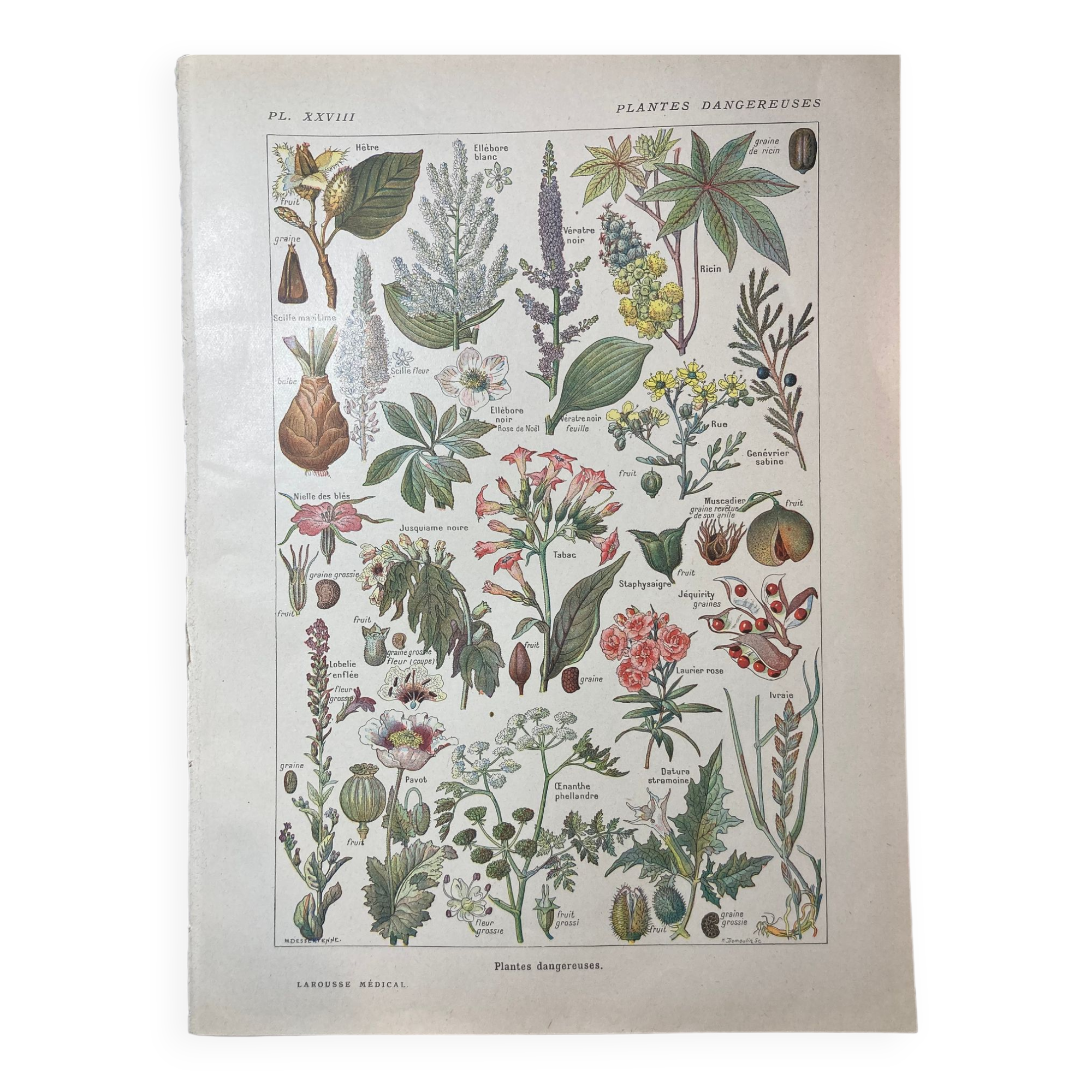 Lithograph on dangerous plants from 1920 "poppy"