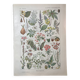 Lithograph on dangerous plants from 1920 "poppy"