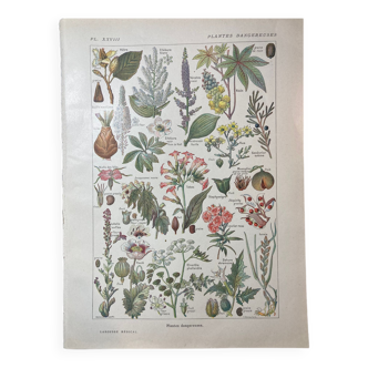 Lithographie sur les plantes dangereuses de 1920 "pavot"