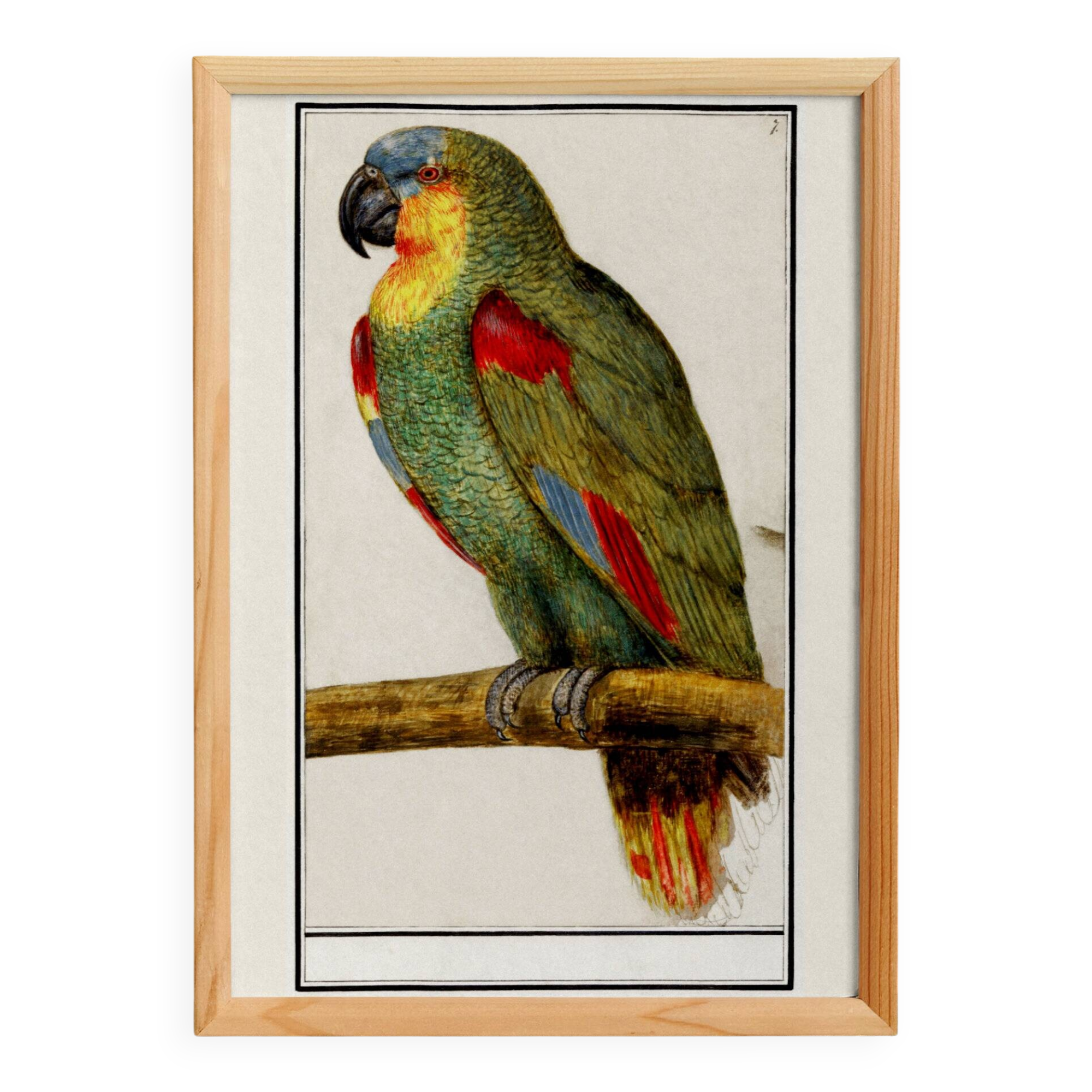 Affiche sur le perroquet, d'après une gravure ancienne de 1610