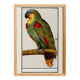 Small poster about the Parrot, after an old engraving from 1610.
