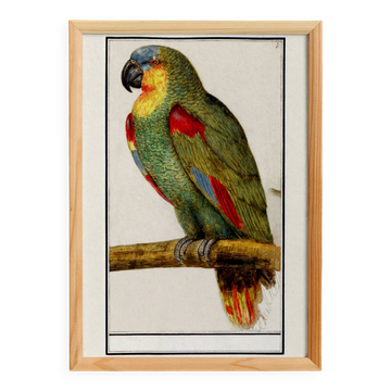 Small poster about the Parrot, after an old engraving from 1610.