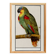 Small poster about the Parrot, after an old engraving from 1610.